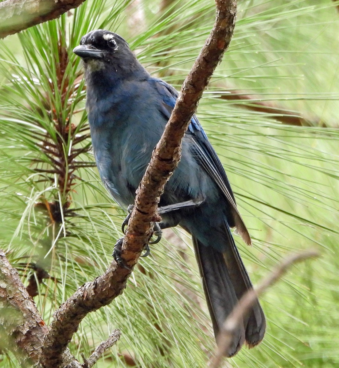 Steller's Jay (Middle American) - ML466491001