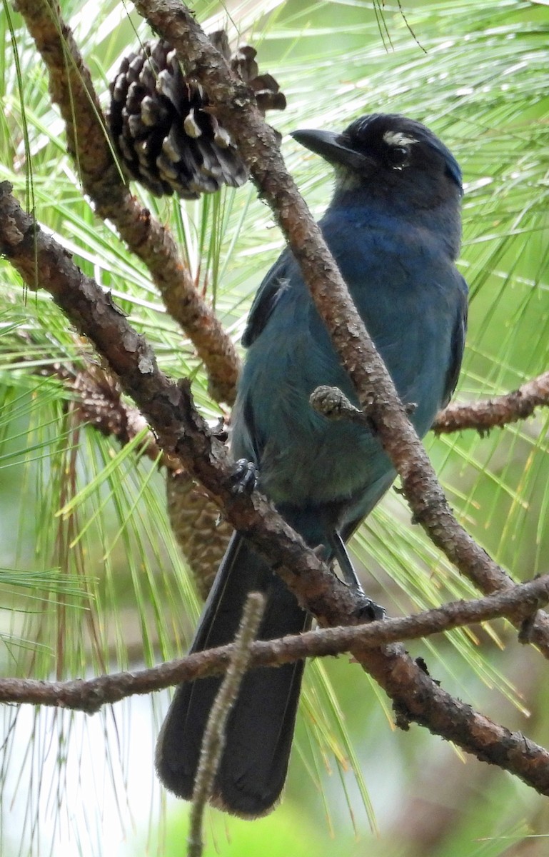 Steller's Jay (Middle American) - ML466491081
