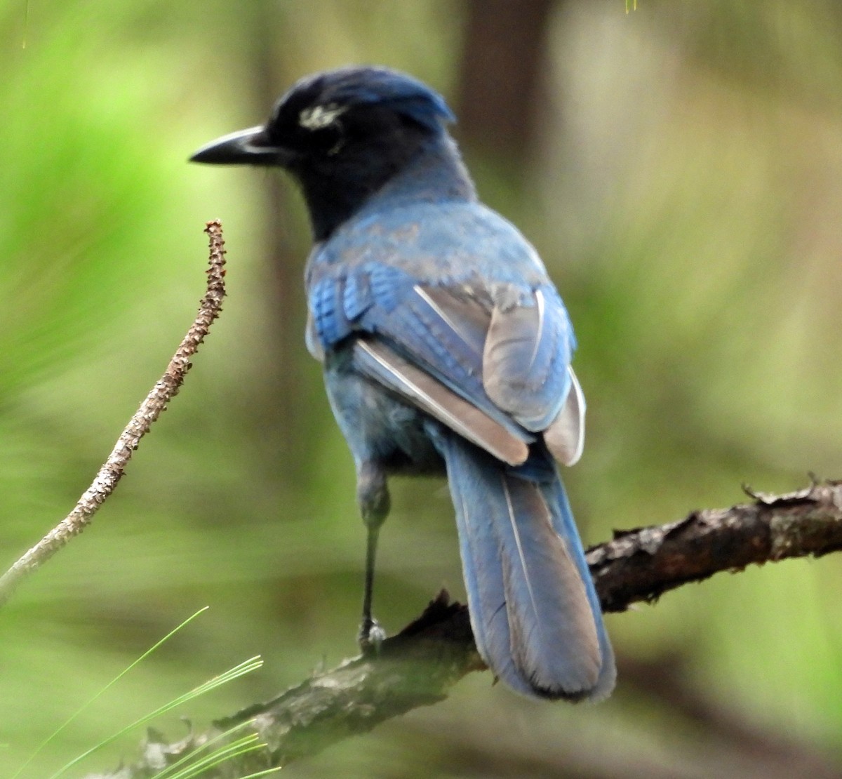 Steller's Jay (Middle American) - ML466491091