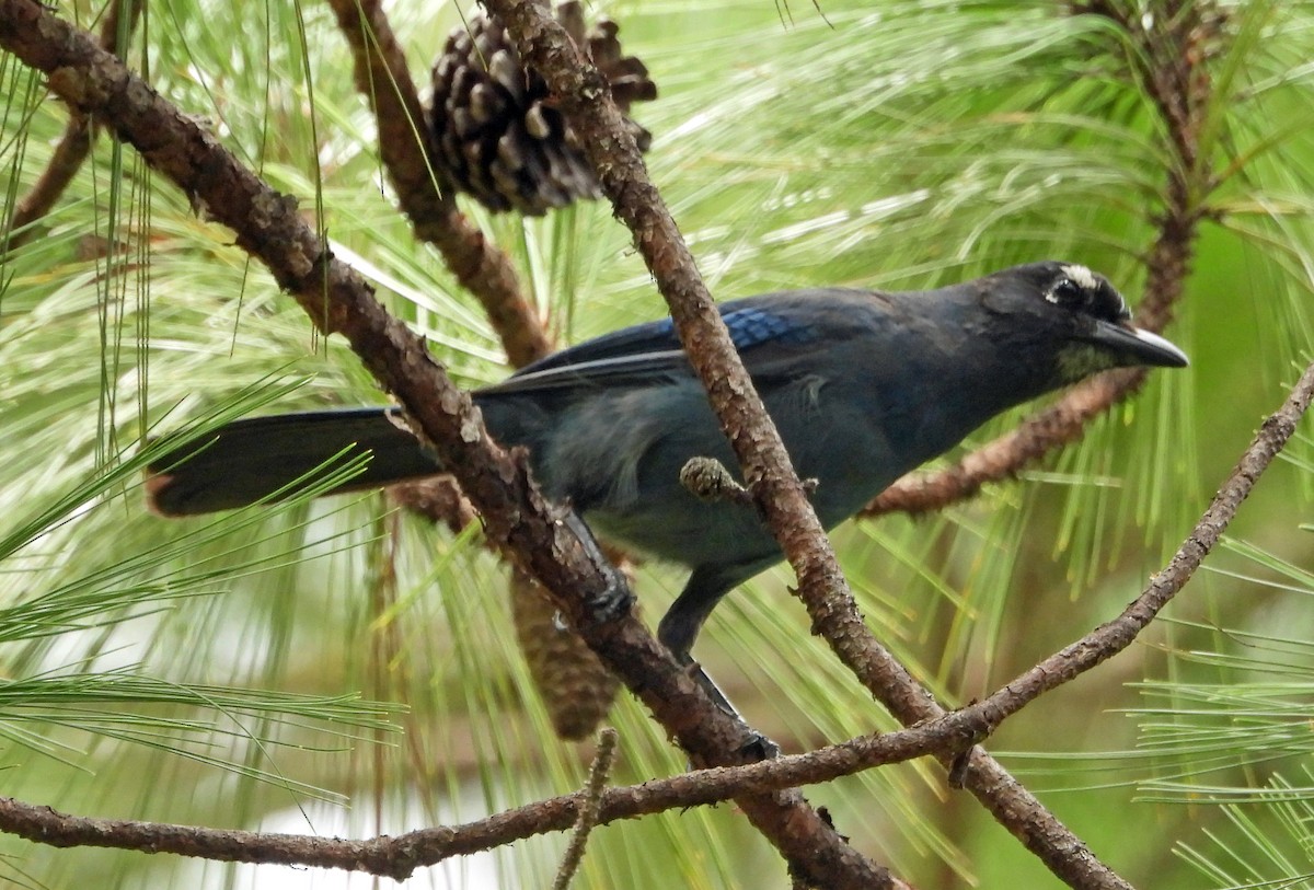 Steller's Jay (Middle American) - ML466491101