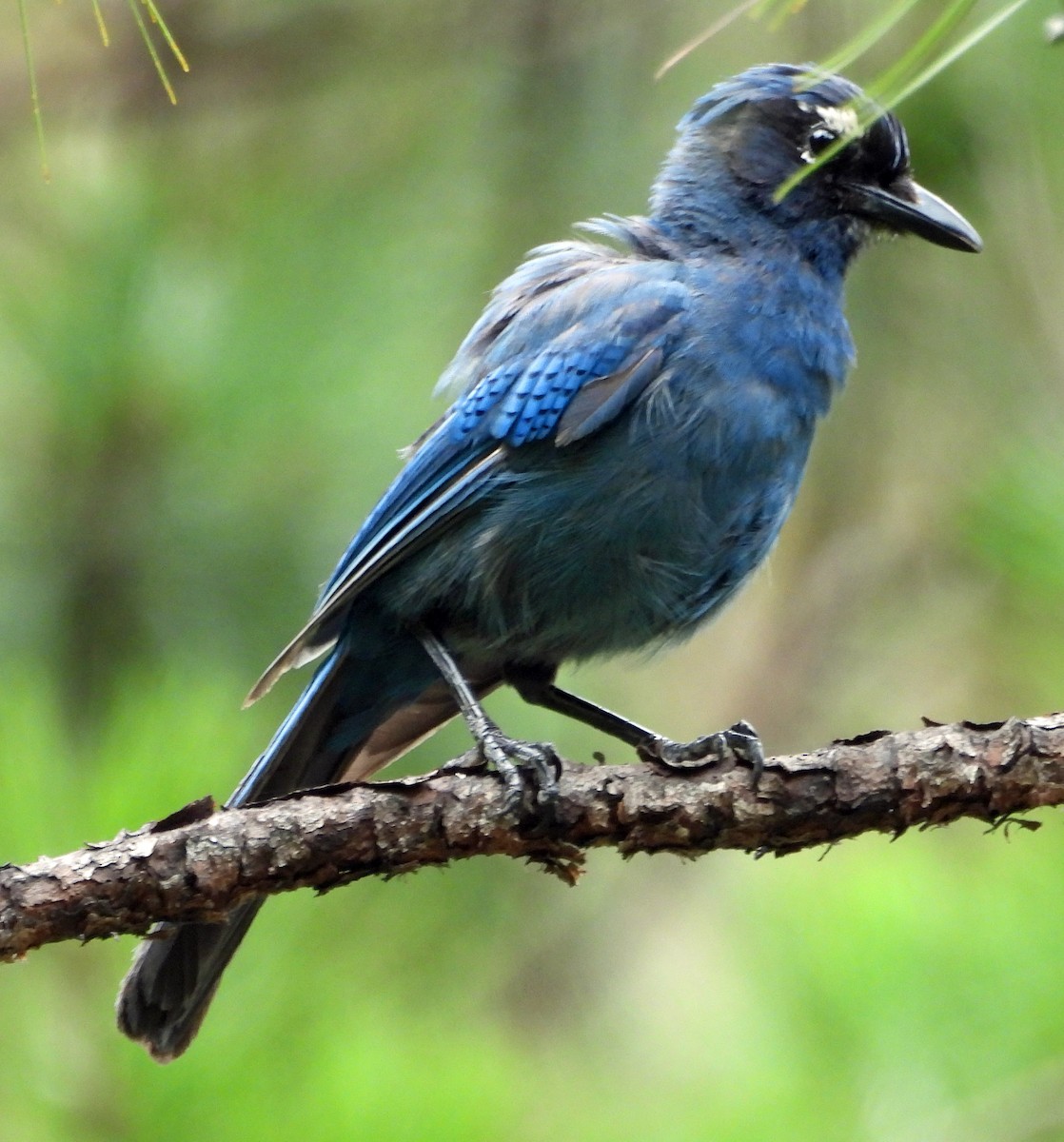 Steller's Jay (Middle American) - ML466491111