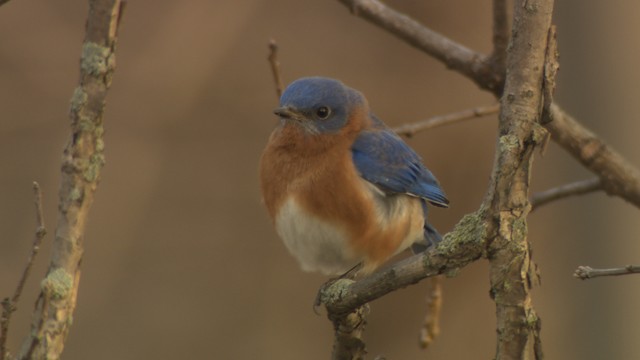 Eastern Bluebird (Eastern) - ML466492