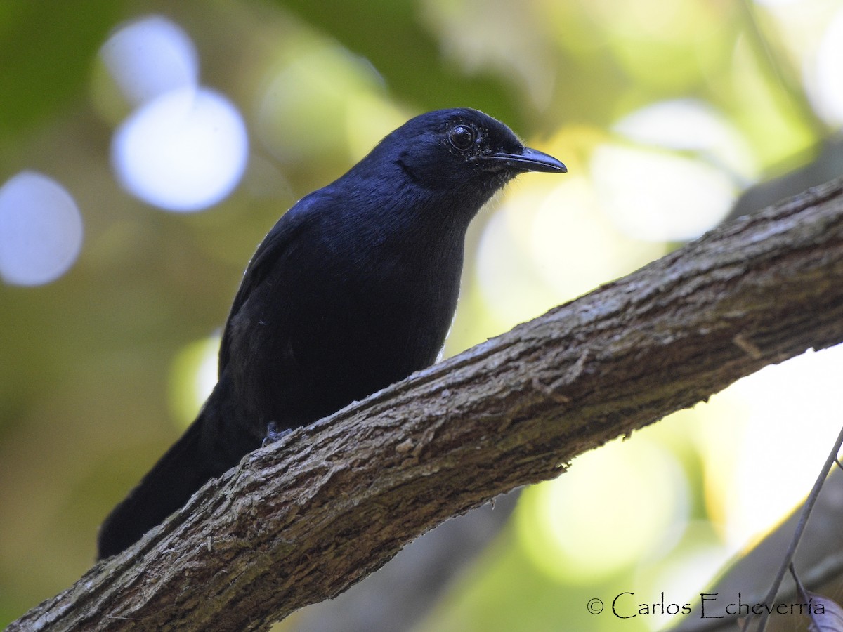 Black Catbird - ML46649401