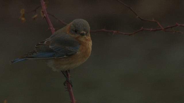Eastern Bluebird (Eastern) - ML466496