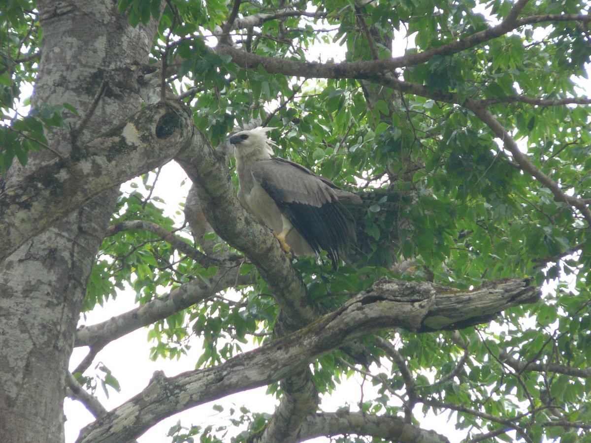 Harpy Eagle - Bill Crins