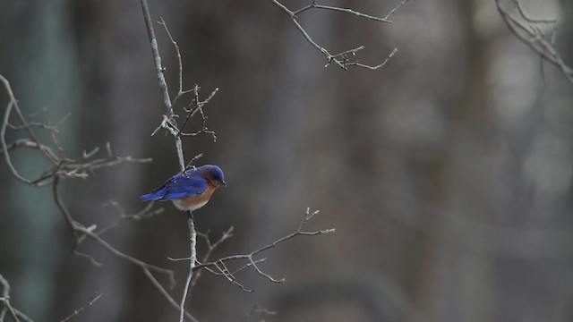 Eastern Bluebird (Eastern) - ML466499