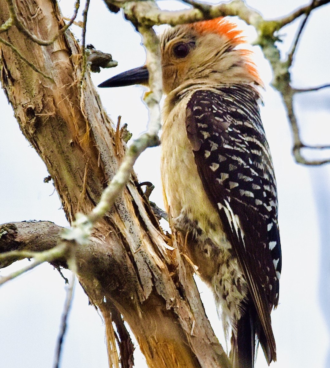 Red-bellied Woodpecker - ML466499981