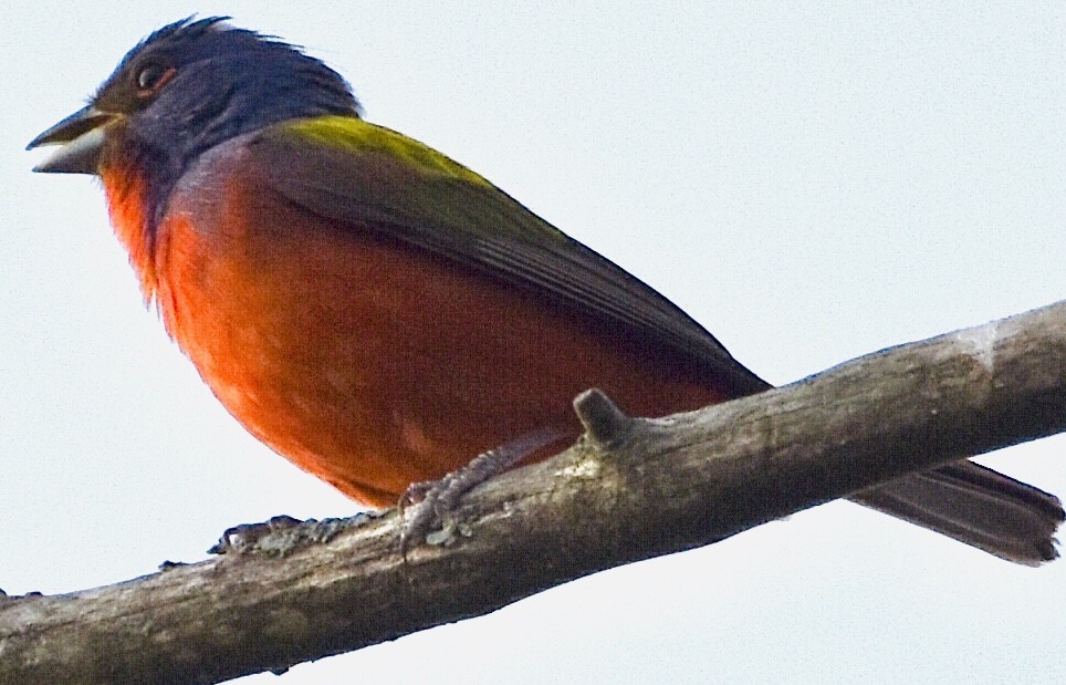 Painted Bunting - ML466500651