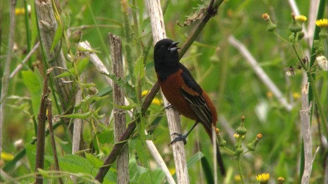 Orchard Oriole - ML466501