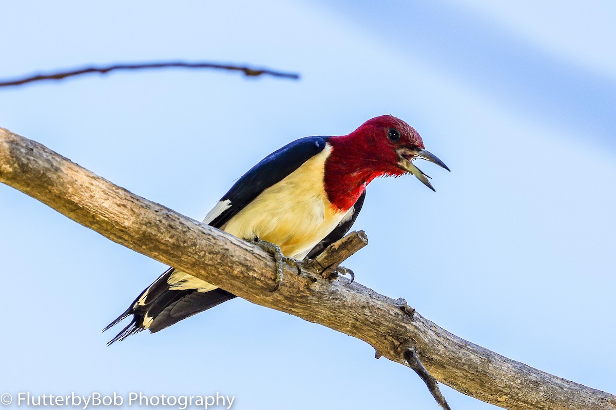 Red-headed Woodpecker - ML466502531