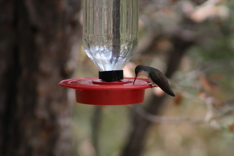 Violet-crowned Hummingbird - ML466507371
