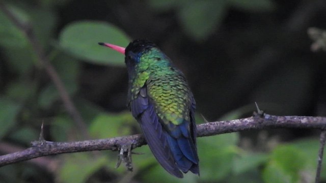 kolibřík modrohlavý - ML466515931