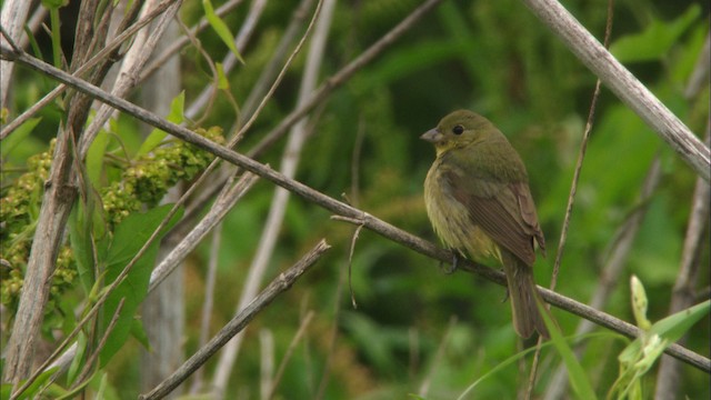 Painted Bunting - ML466516