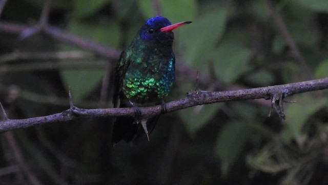 kolibřík modrohlavý - ML466516061