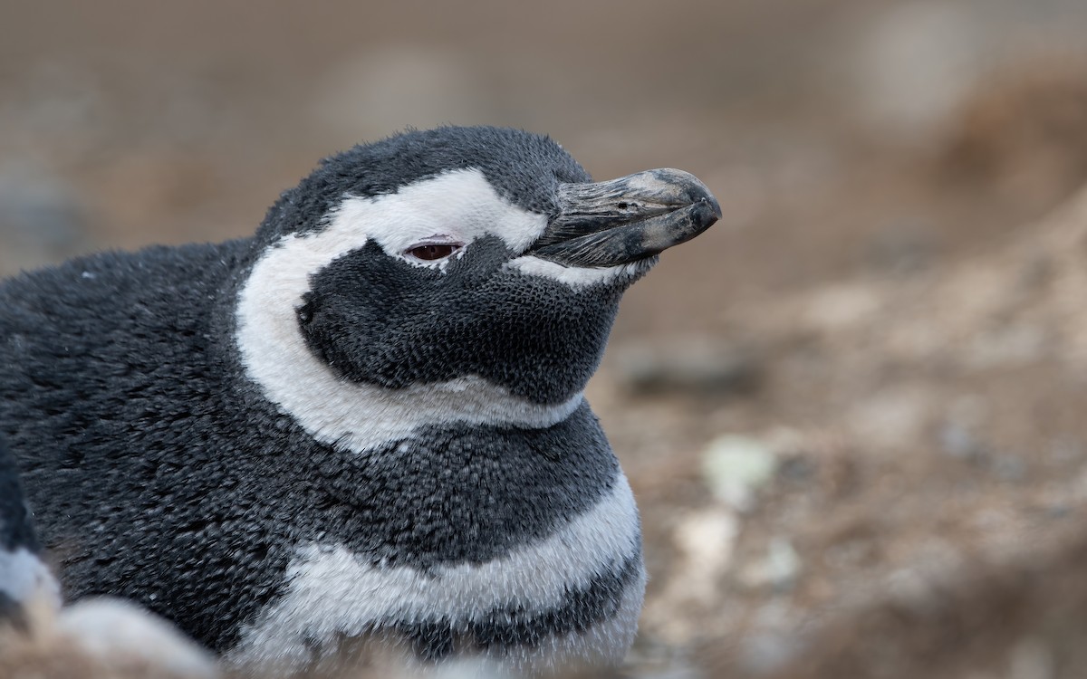 Magellanic Penguin - Mason Maron