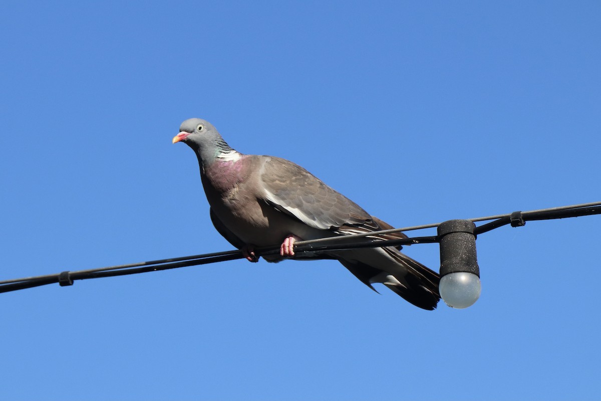 Common Wood-Pigeon - ML466521491