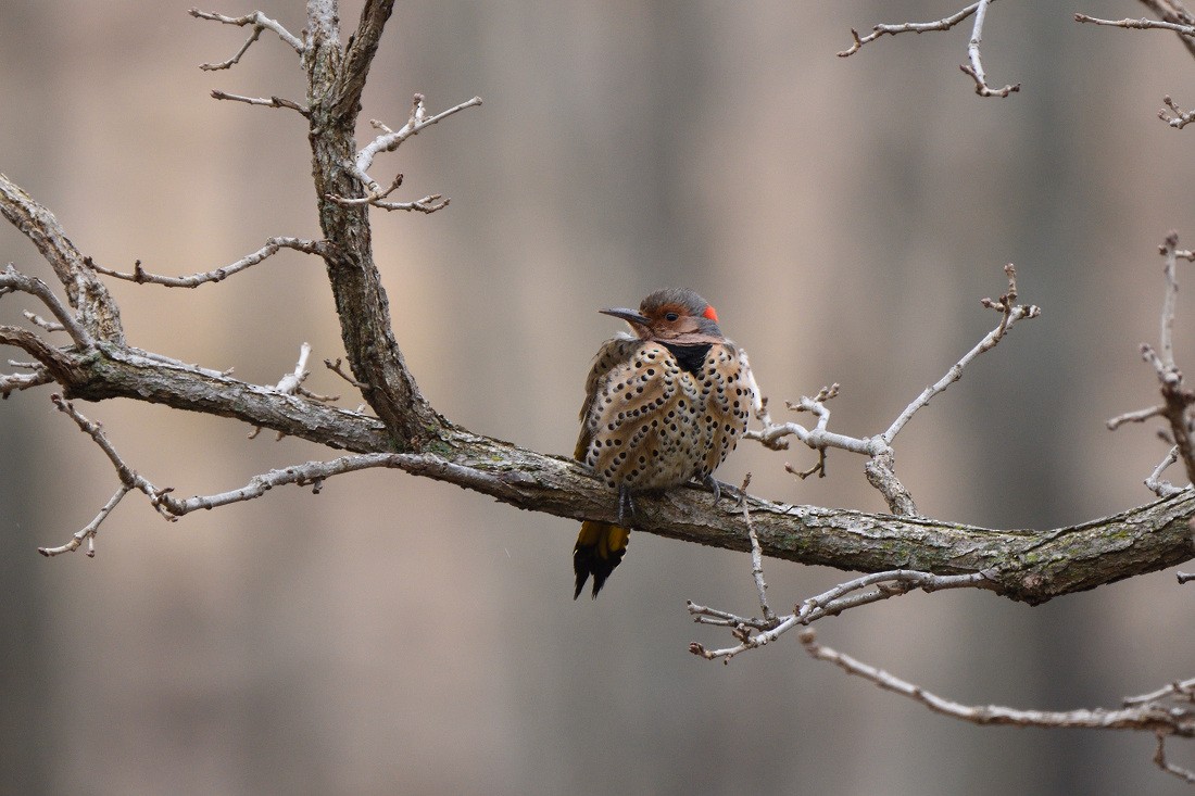 Northern Flicker (Yellow-shafted) - ML46652241