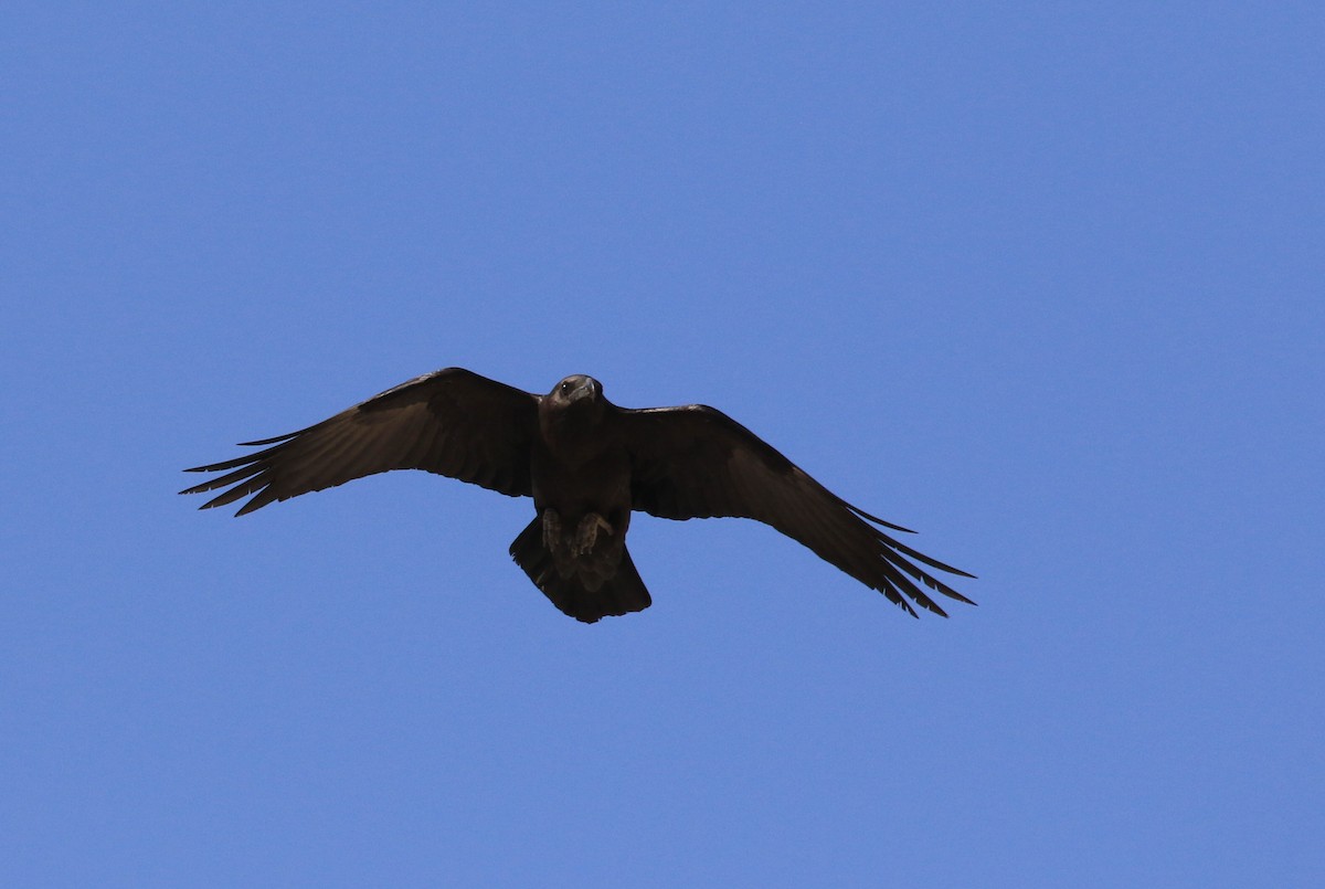 Brown-necked Raven - ML46652391