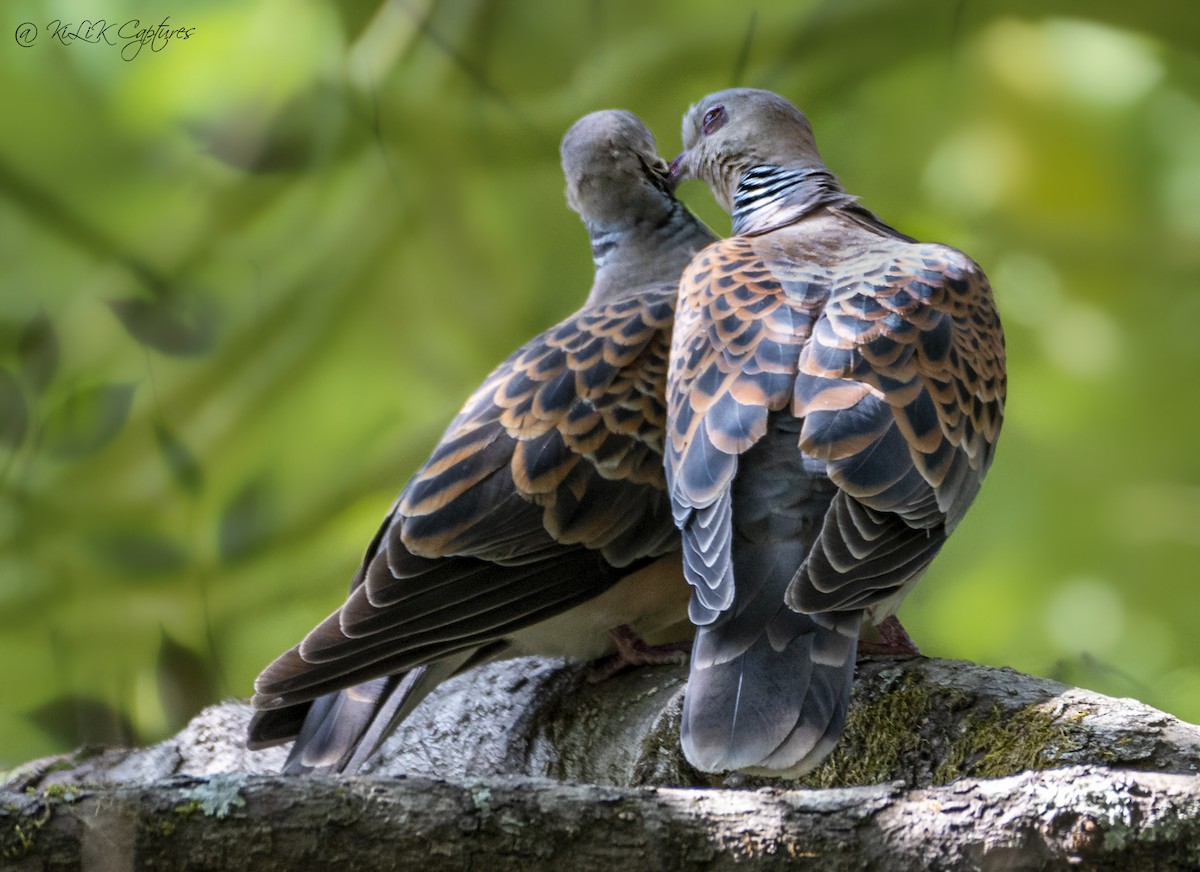Oriental Turtle-Dove - Kishore Bakshi
