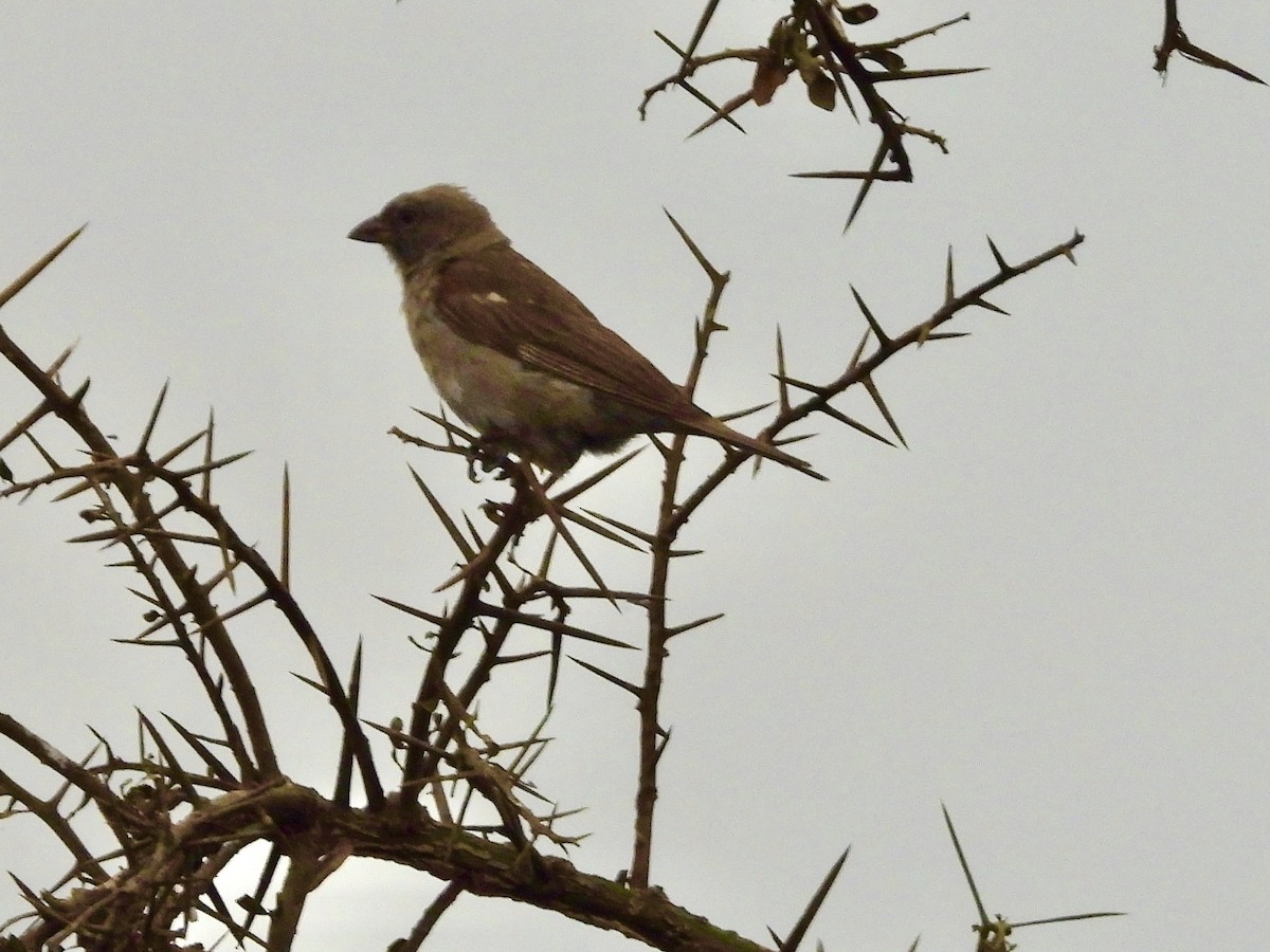 Swahili Sparrow - ML466526981