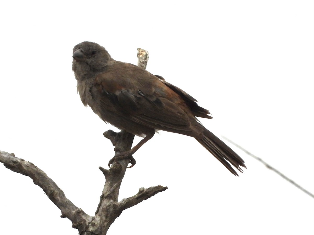 Swahili Sparrow - ML466527211