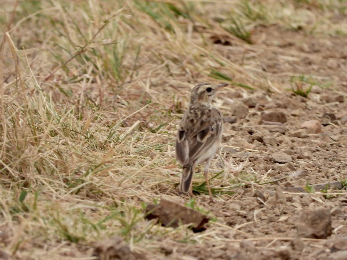 African Pipit - ML466531531