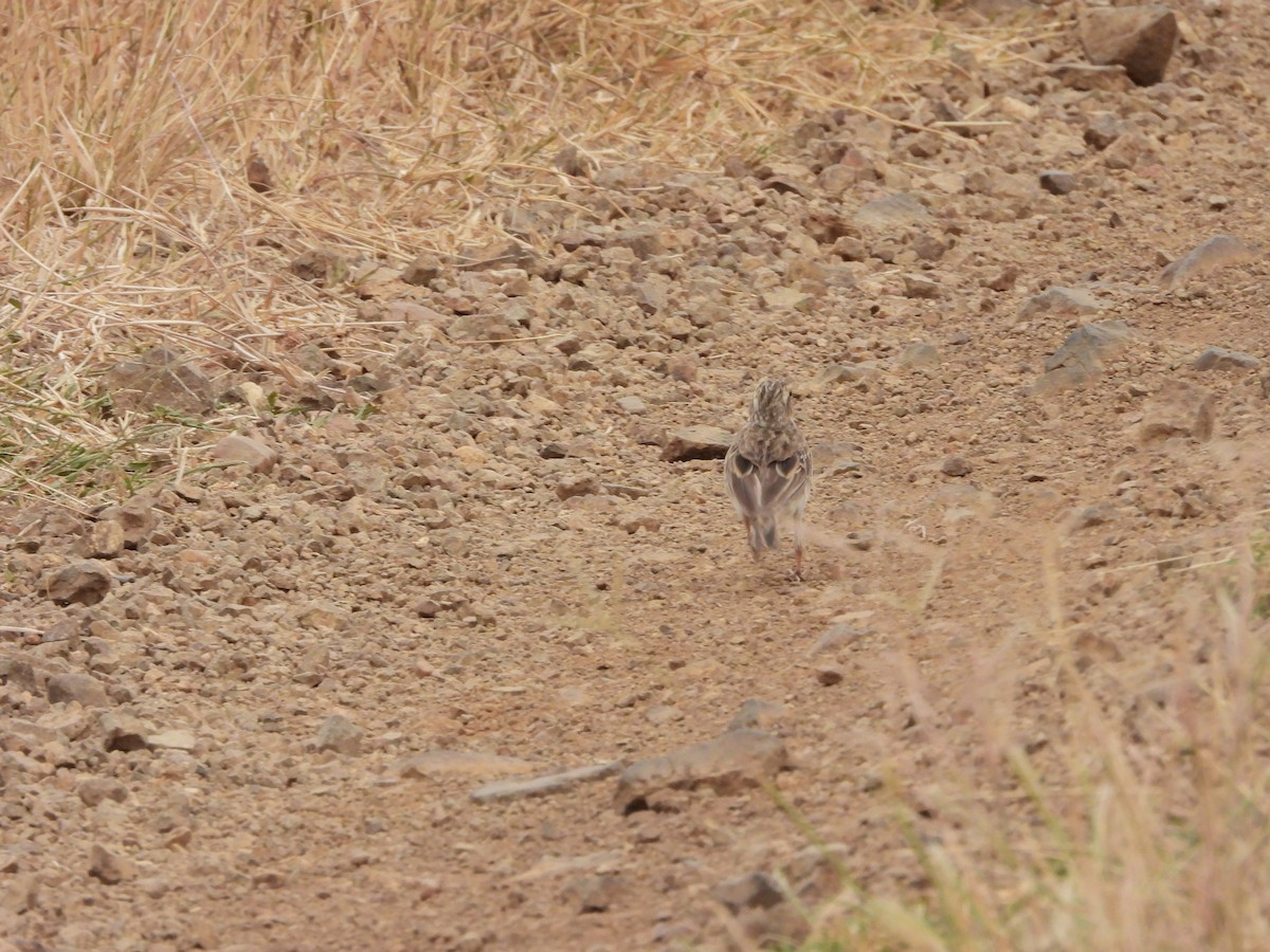 African Pipit - ML466531541