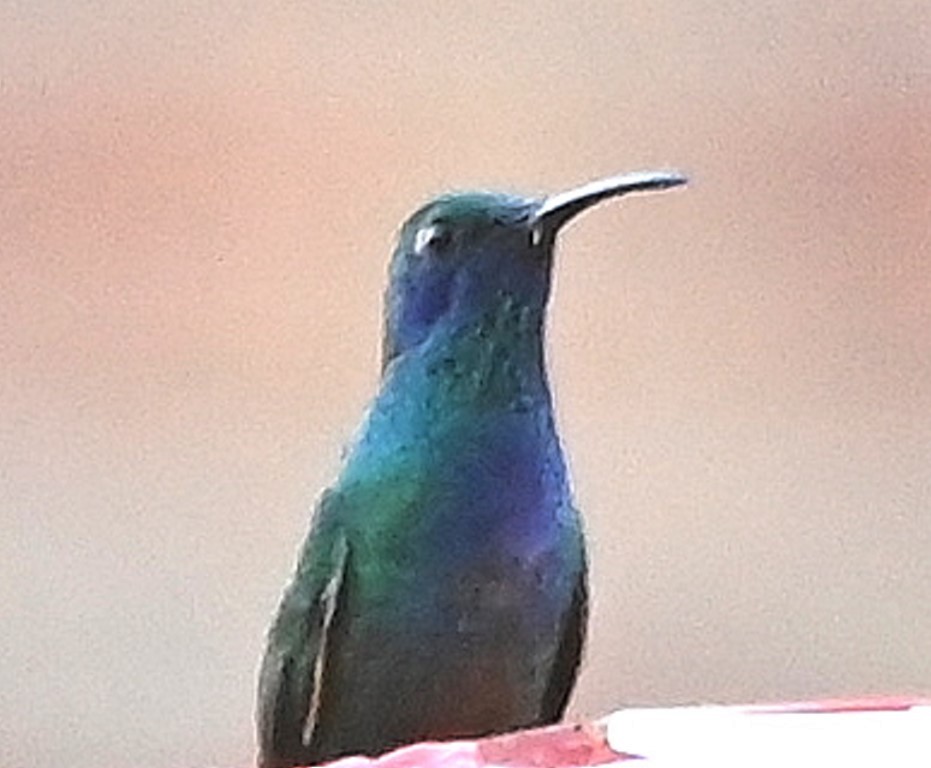 kolibřík zelený - ML466531821
