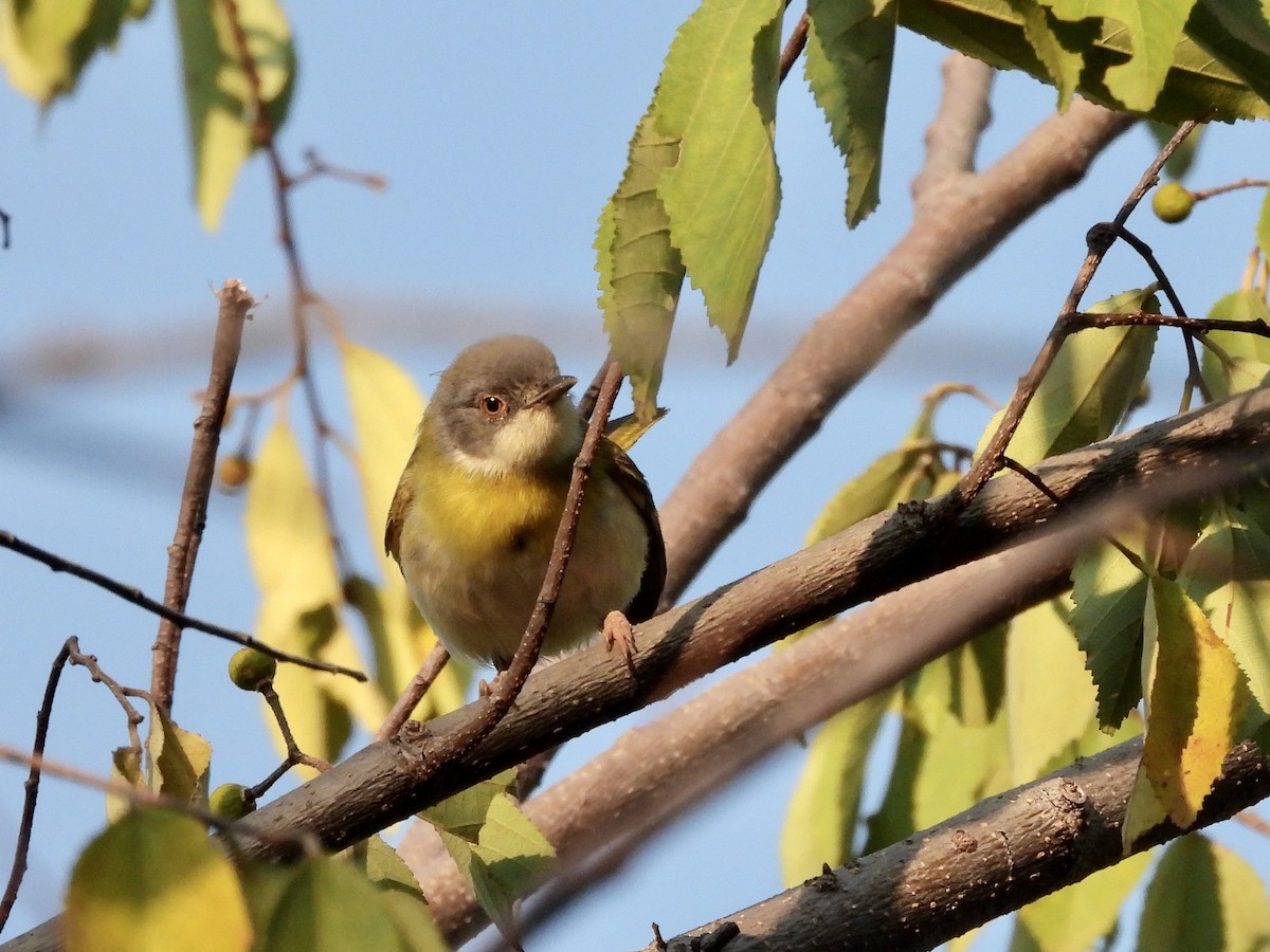 Yellow-breasted Apalis - ML466534031