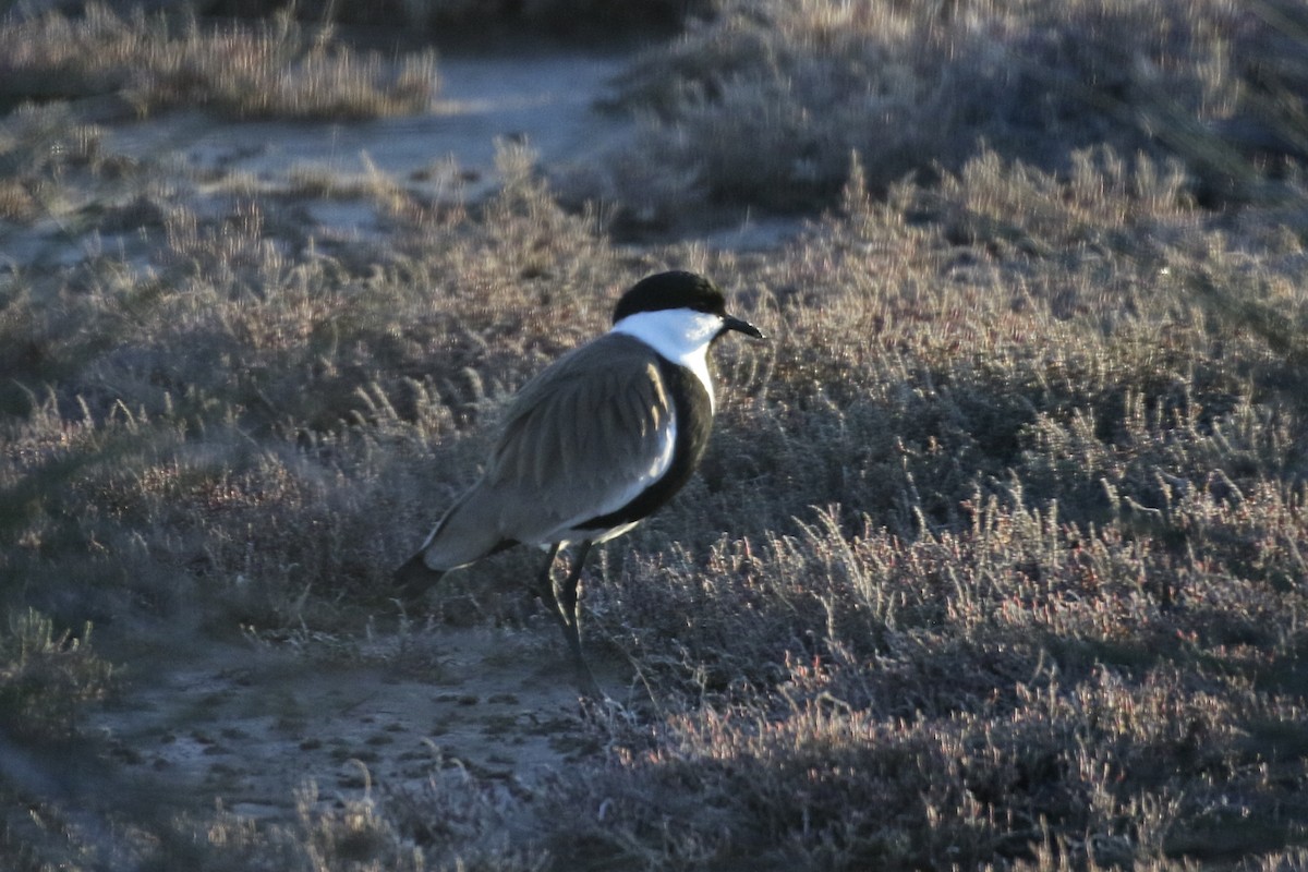 Spur-winged Lapwing - ML466534351
