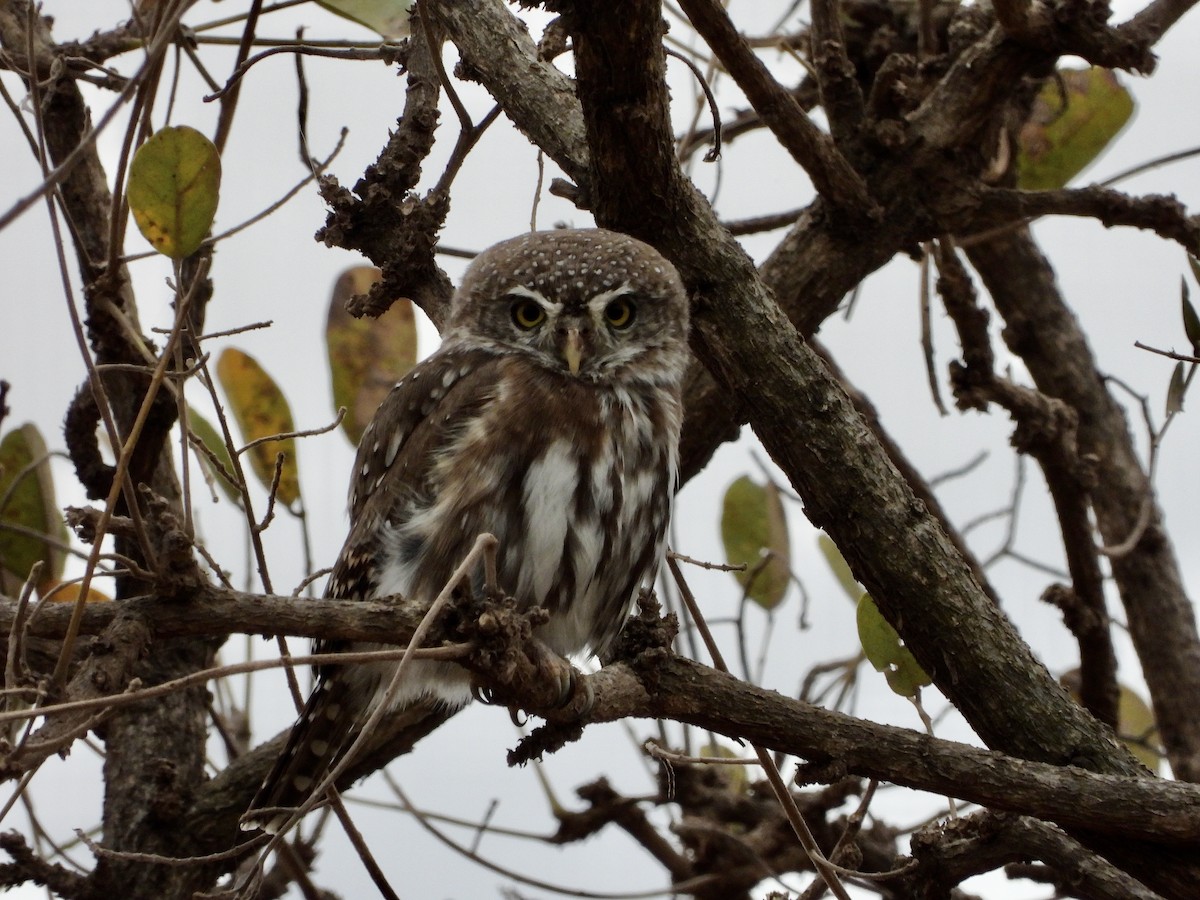 Pearl-spotted Owlet - ML466534411