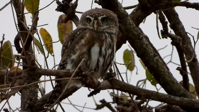 Pearl-spotted Owlet - ML466534421
