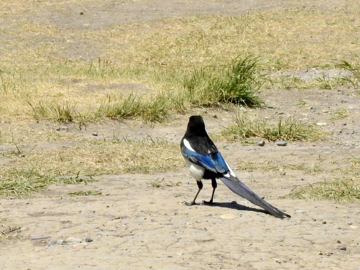 Black-billed Magpie - Michael Young