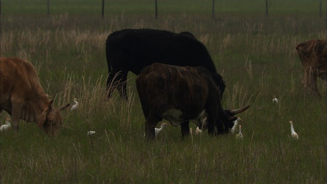  - Cattle Egret (Western)