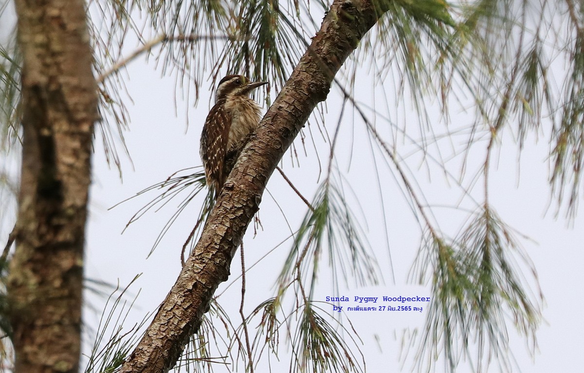 Sunda Pygmy Woodpecker - ML466535851
