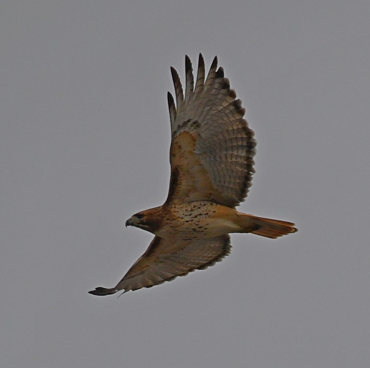 Red-tailed Hawk (borealis) - ML46653771