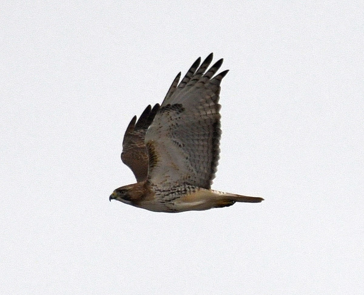 Red-tailed Hawk (borealis) - ML46653781