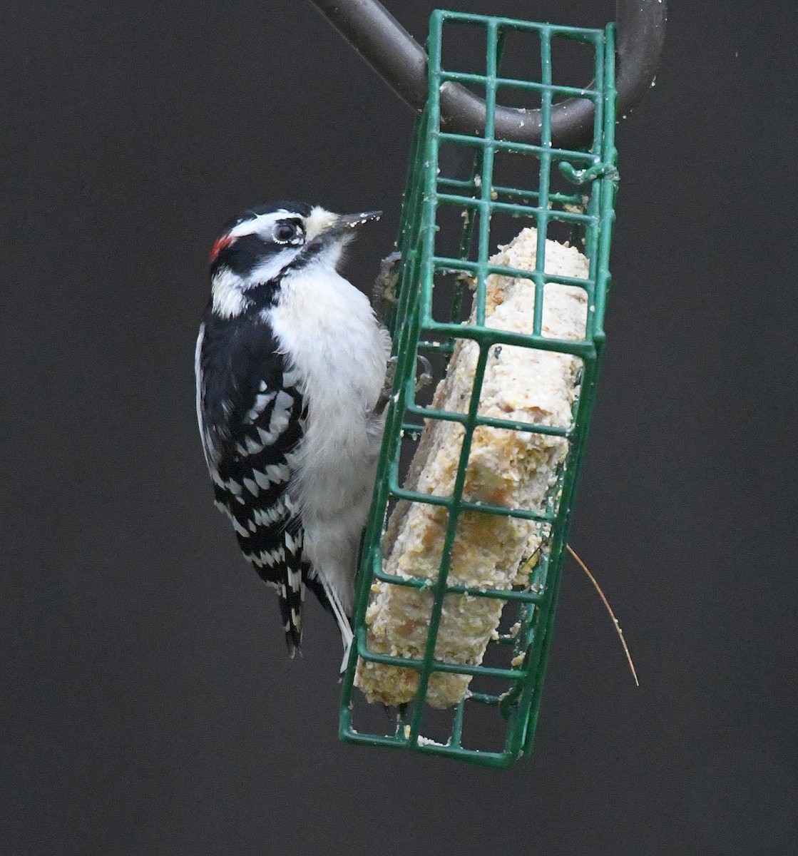Downy Woodpecker - ML46653881