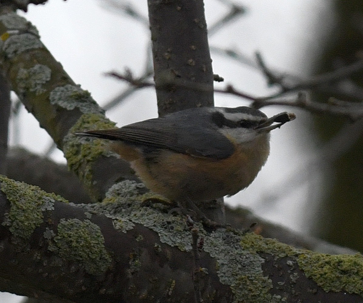 Red-breasted Nuthatch - ML46653891