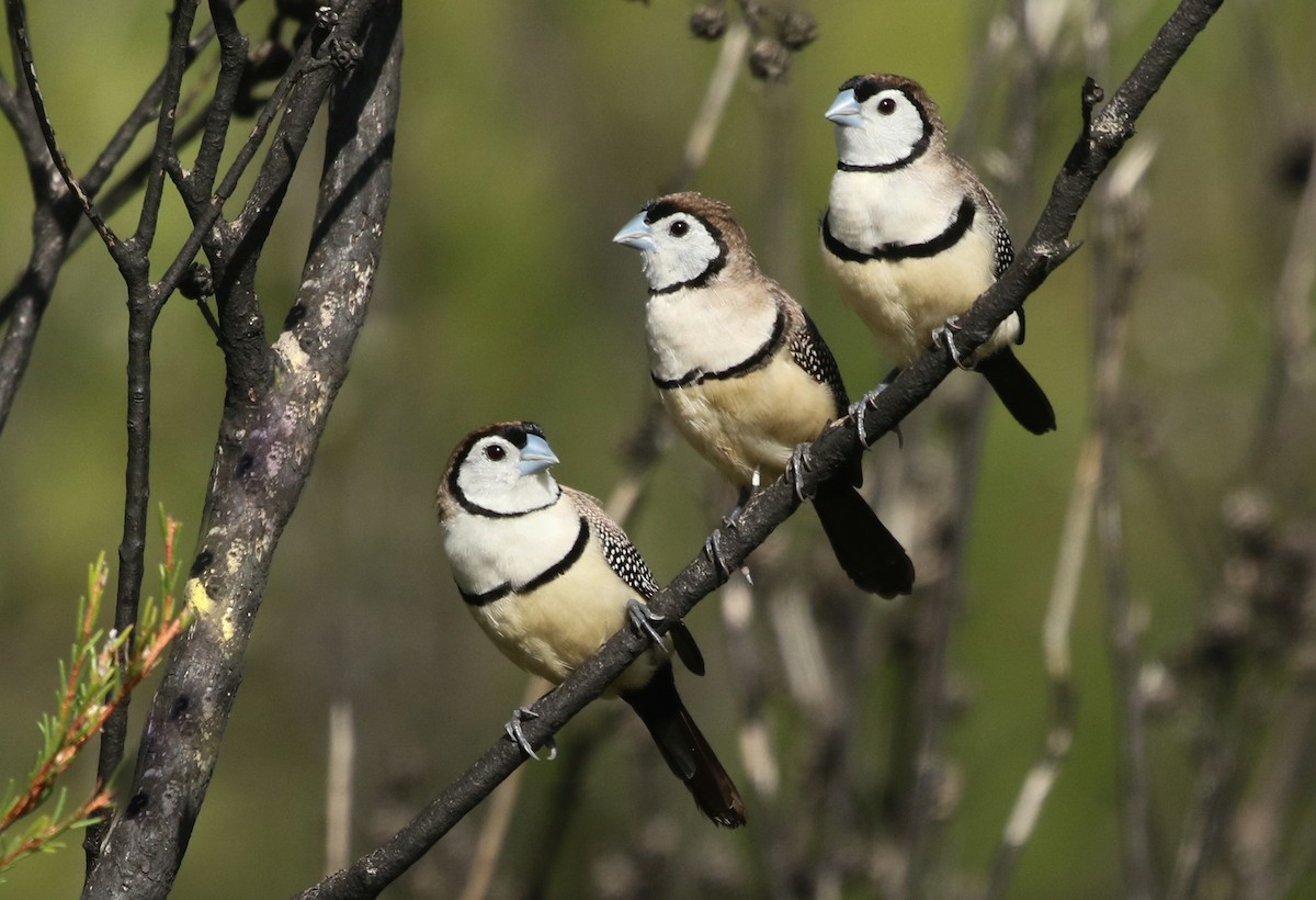 Double-barred Finch - David Ongley