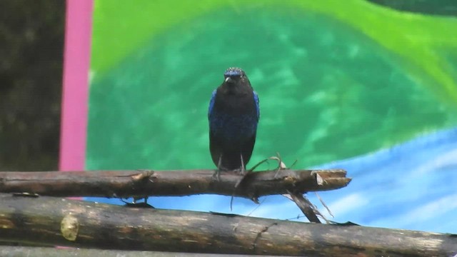 Малабарская синяя птица - ML466542911