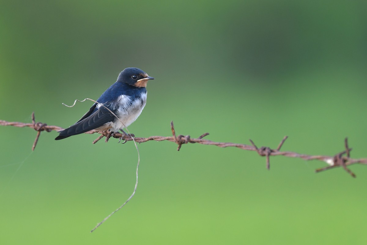 Barn Swallow (Buff-bellied) - ML466544921