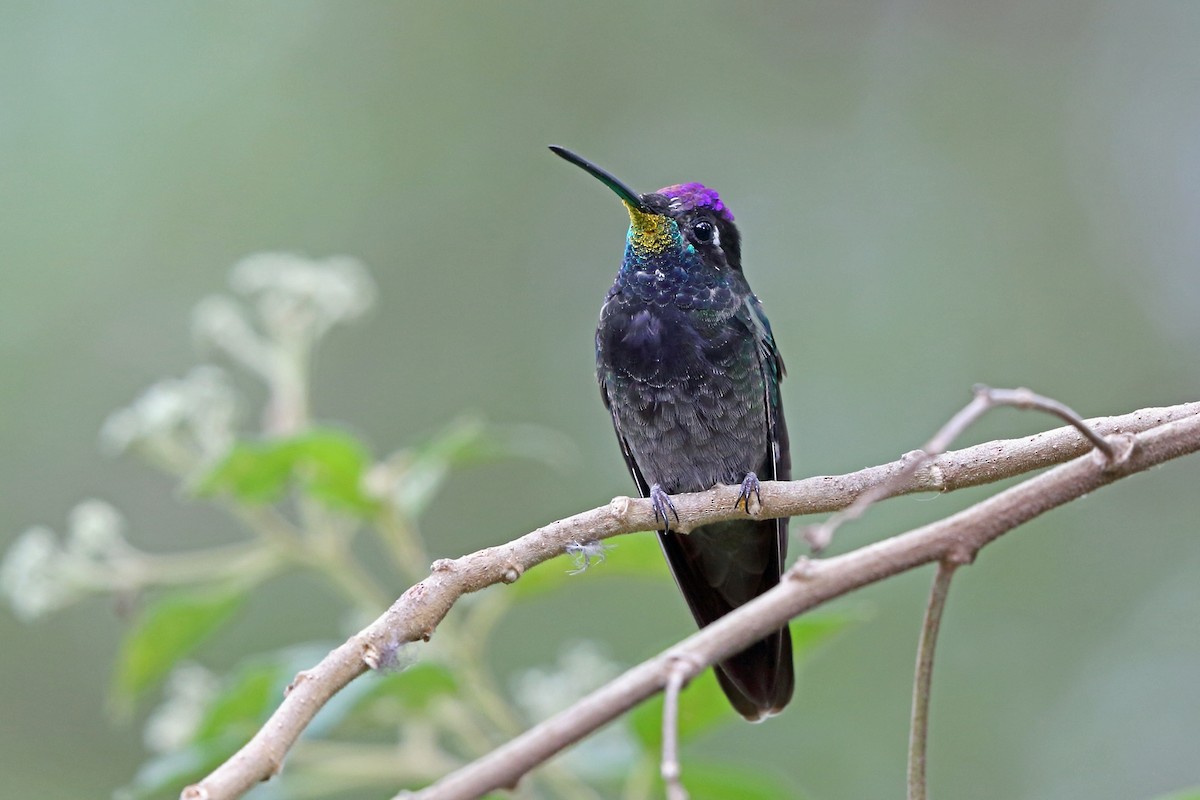 Rivoli's Hummingbird - Nigel Voaden