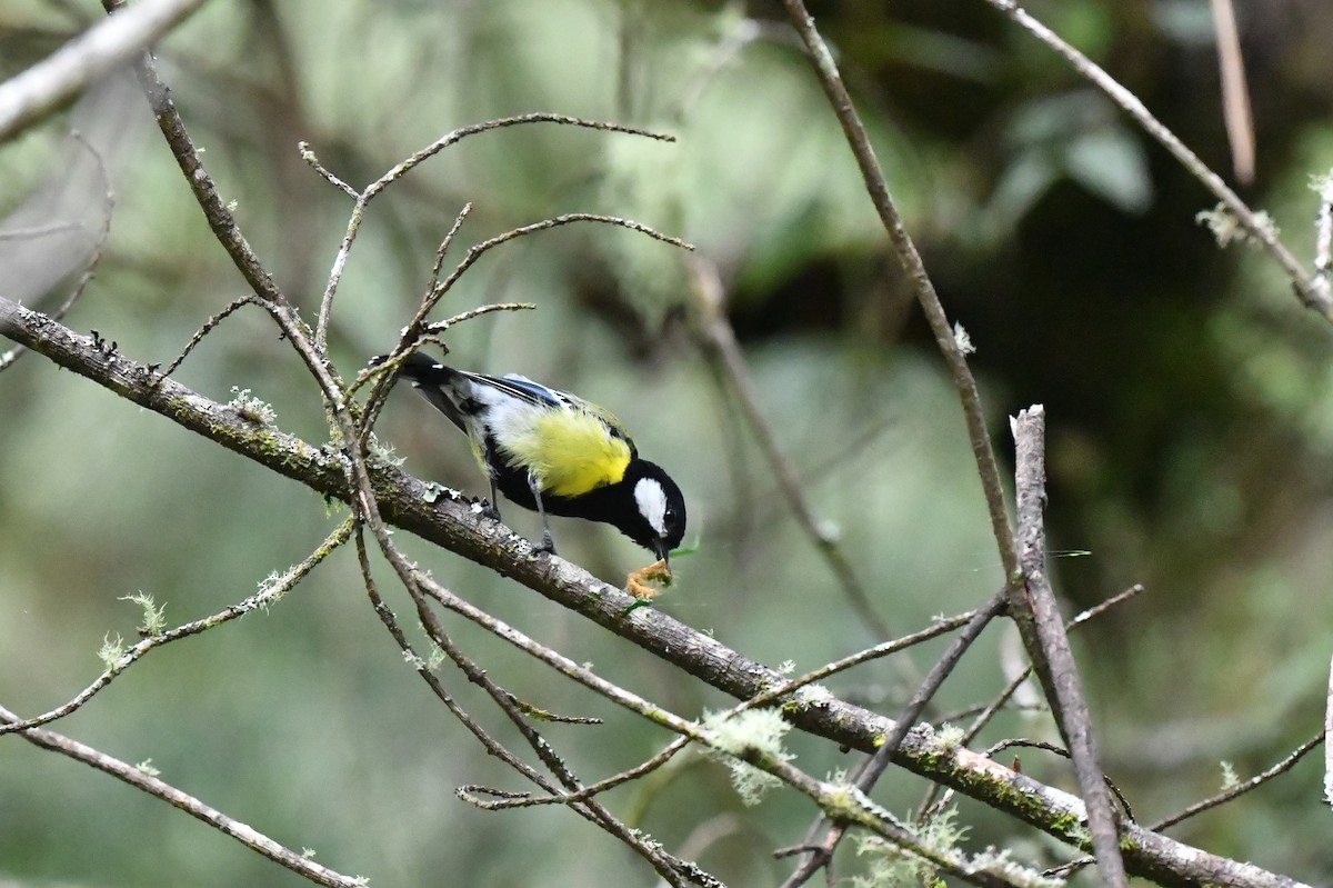 Green-backed Tit - Cheng-Tai Chien