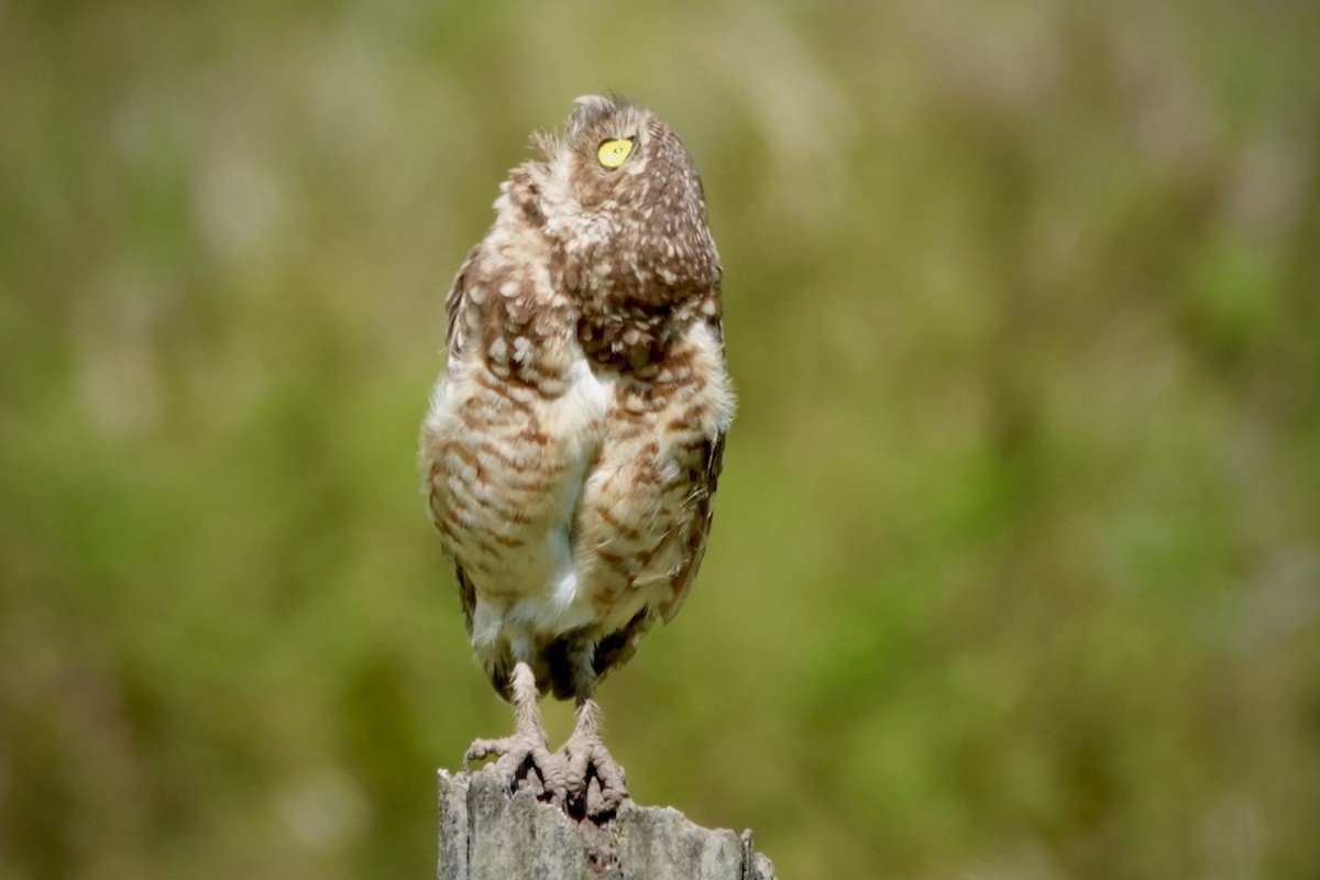 Burrowing Owl - Jenn Megyesi