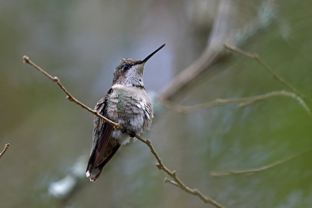 Ruby-throated Hummingbird - Nigel Voaden