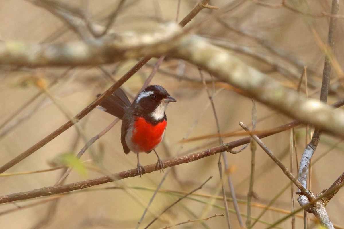 Red-breasted Chat (Red-breasted) - ML46655471