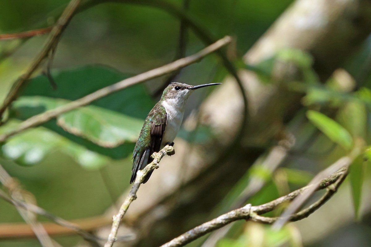 Ruby-throated Hummingbird - Nigel Voaden