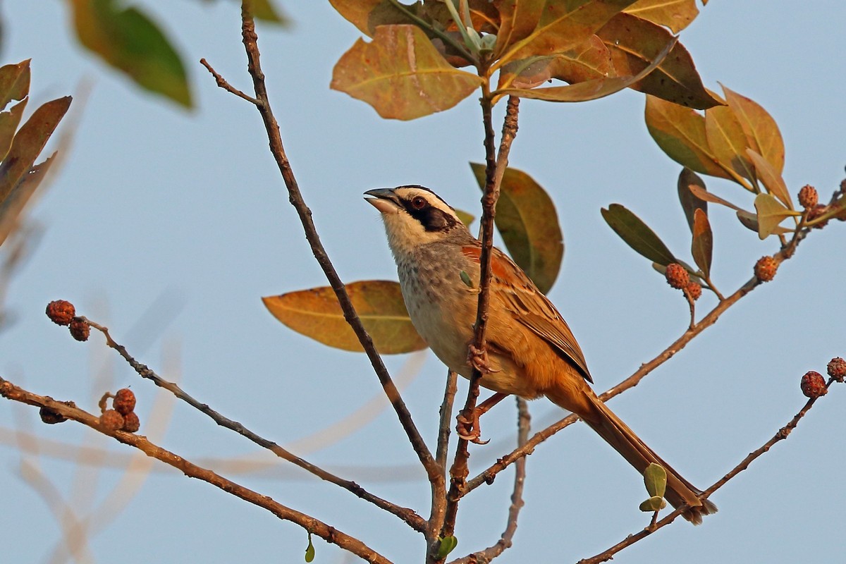 Stripe-headed Sparrow - ML46655951