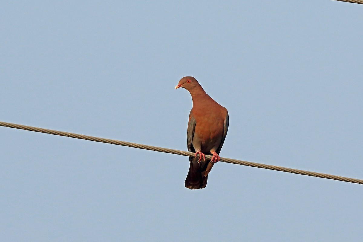Red-billed Pigeon - Nigel Voaden